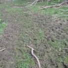 Mud and sticks. Cambridge Tree Trust